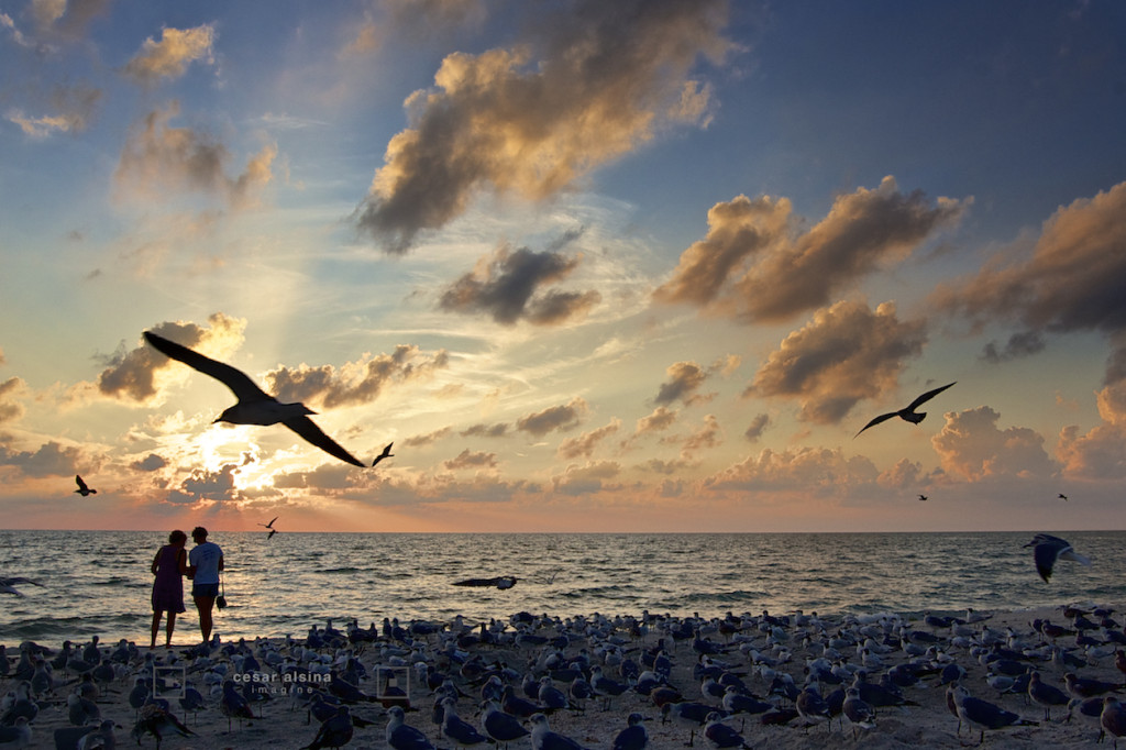 DSC_0253_sunsetseagullsnb_©cesaralsina