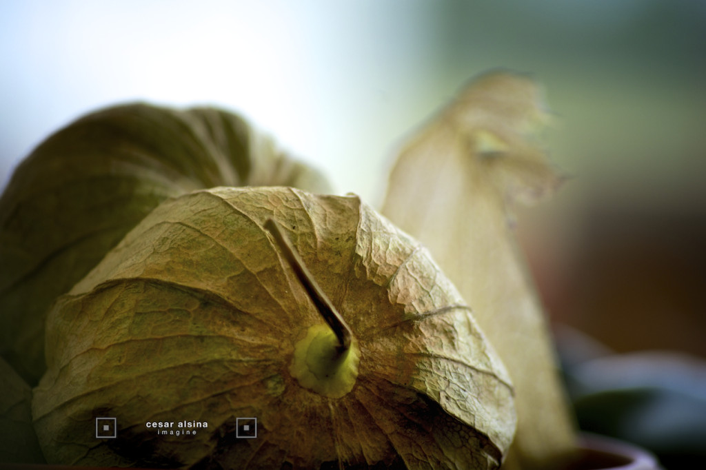 _DSC1162_freshmarket_©cesaralsina