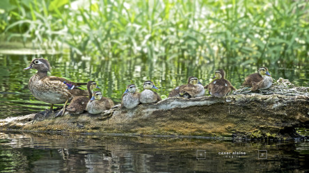 Mama Wood Duck and the 7 ducklings