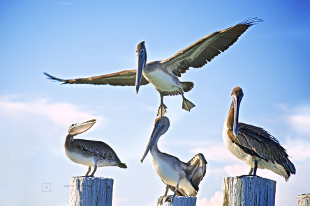 Pelican and three amigos