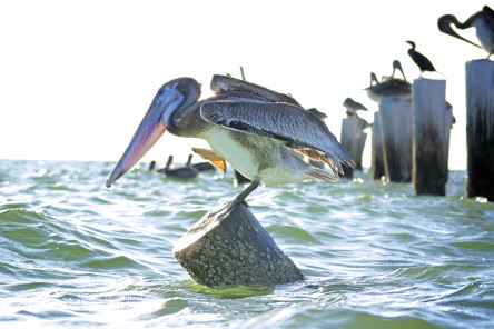 Pelican equilibrium