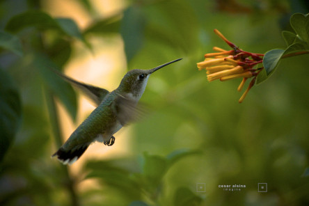 Ruby-throated Hummingbird at my window