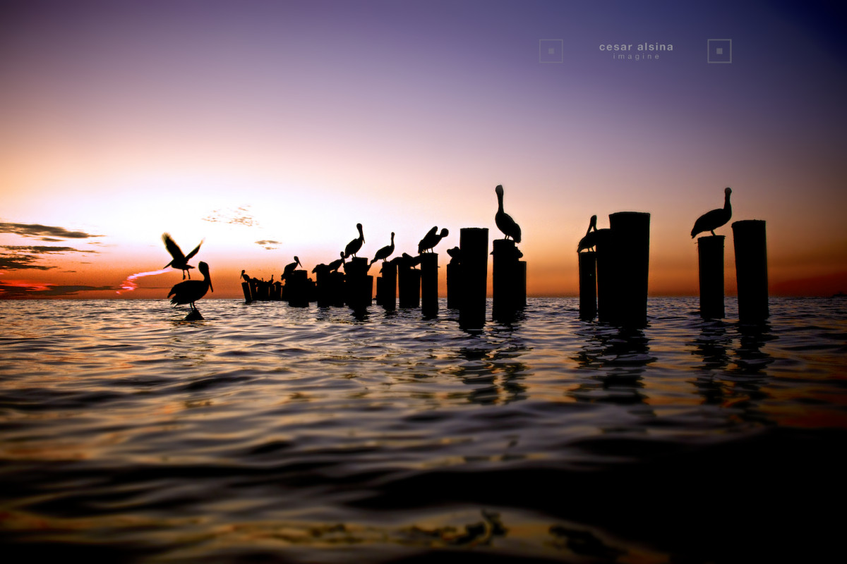 birds