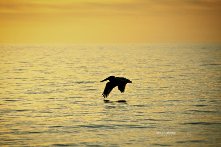 Golden Pelican