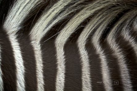 Zebra hair do