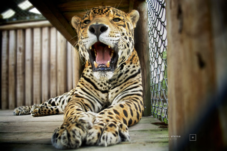 Diablo, Jaguar at Kowiachobee