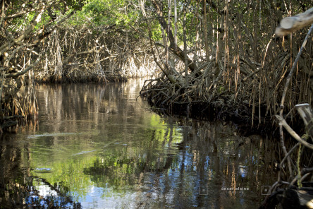 The Everglades