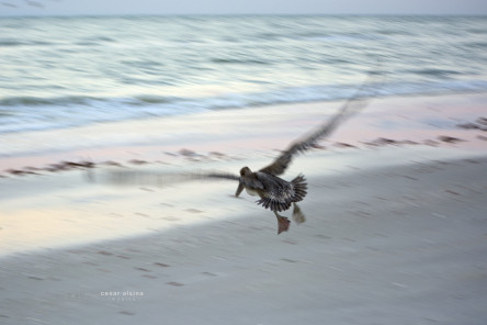 Old Pelican