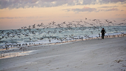 Michelle and the Birds