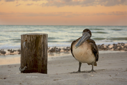 Old Pelican and Pile