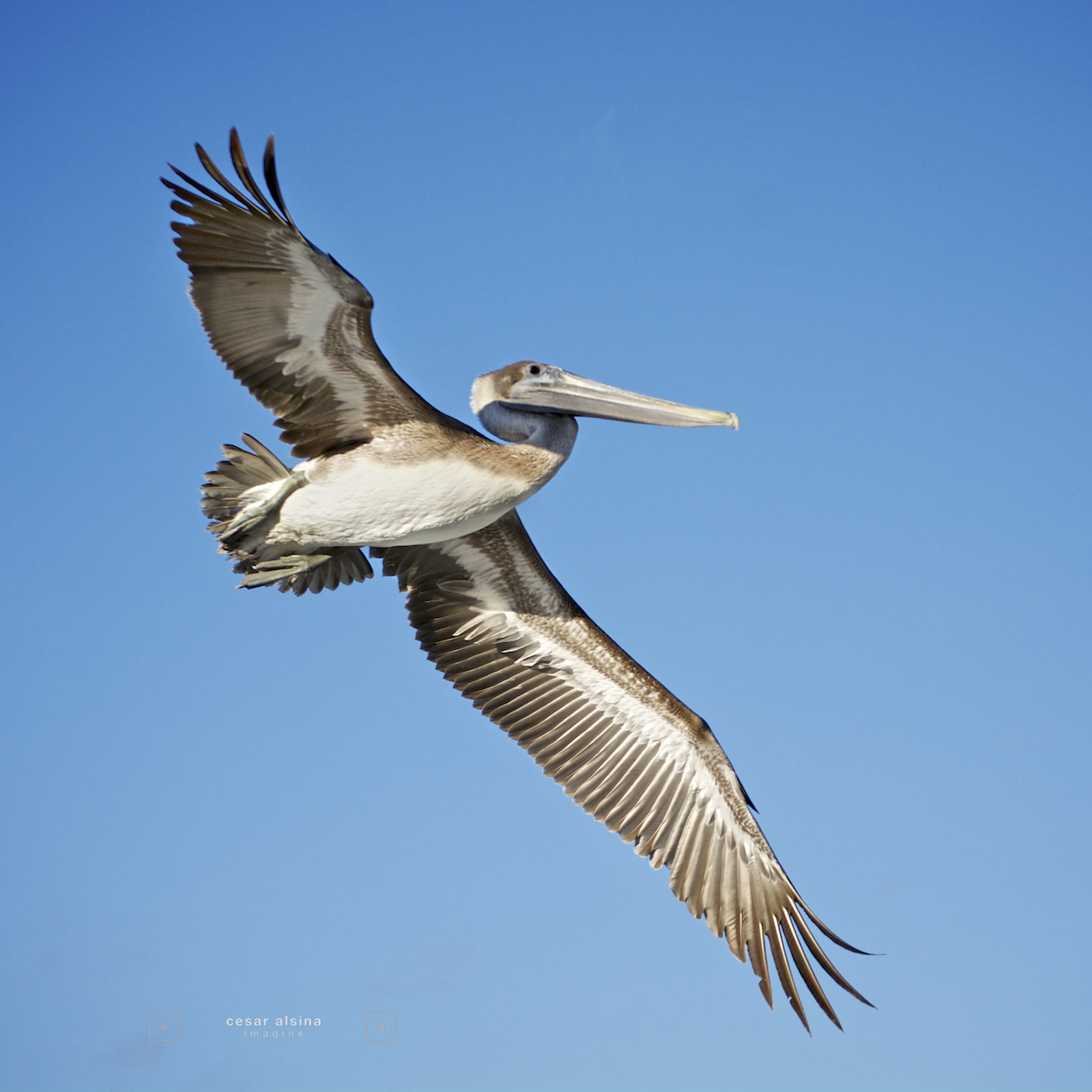 _DSC5564_moonset122013-pelican_©cesaralsina
