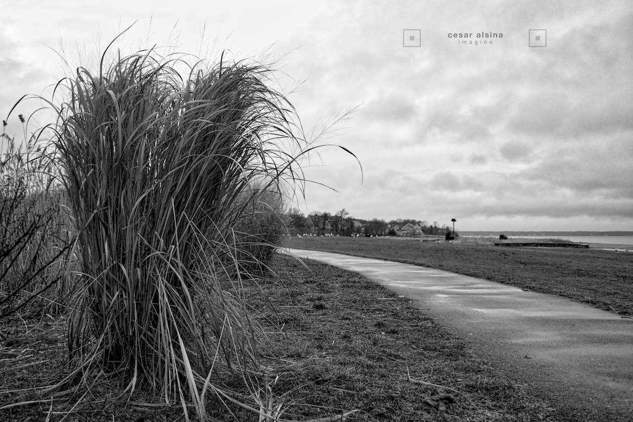 4_DSC6461_plymouth_grass_©cesaralsina