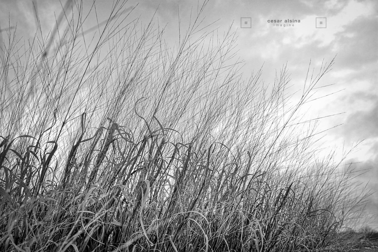 5_DSC6464_plymouth_grass_©cesaralsina