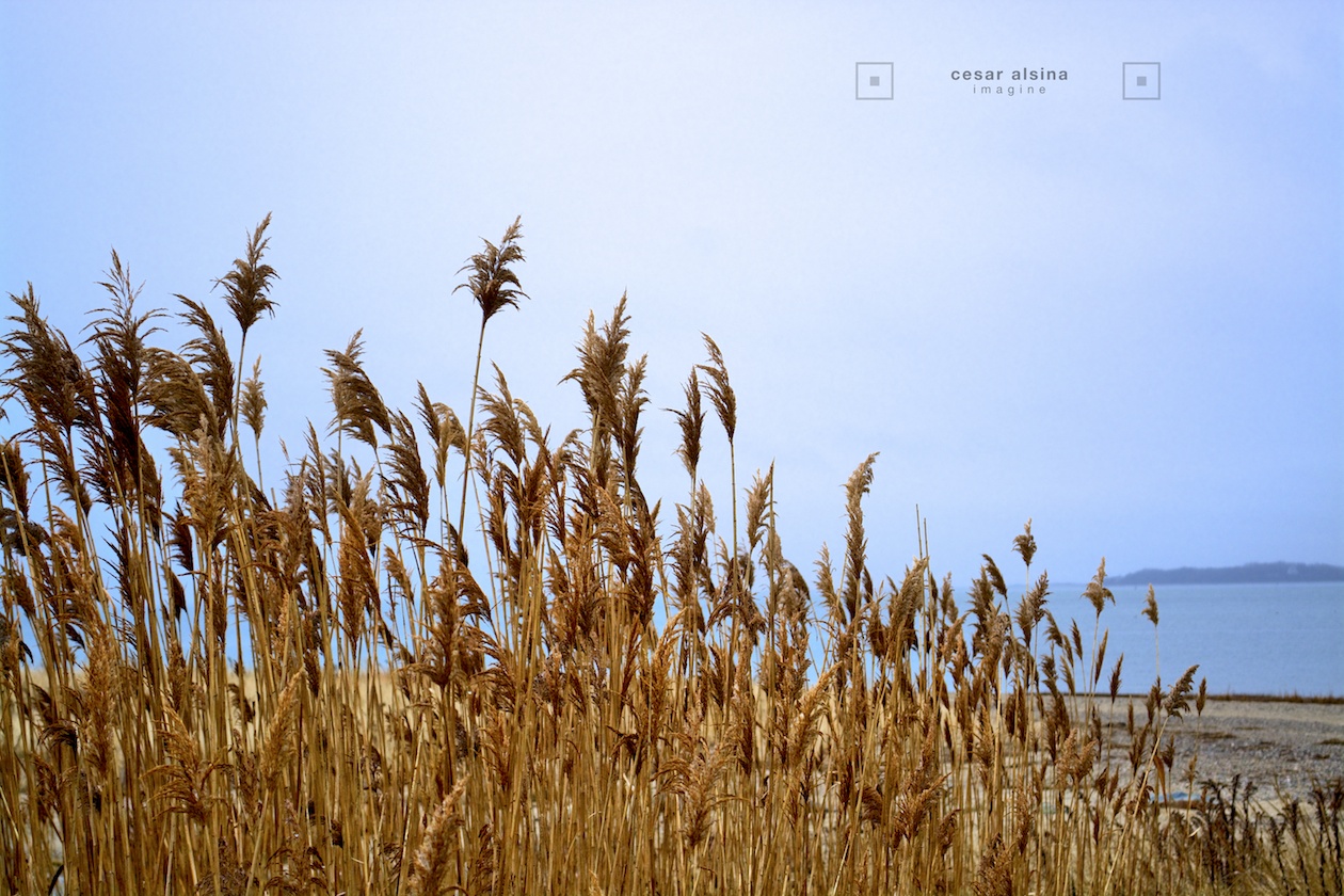 6_DSC6451_plymouth_grass_©cesaralsina