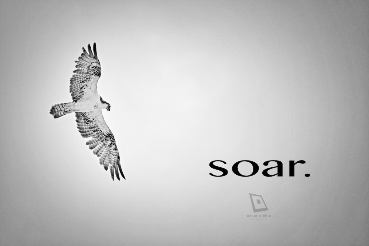 Soar.