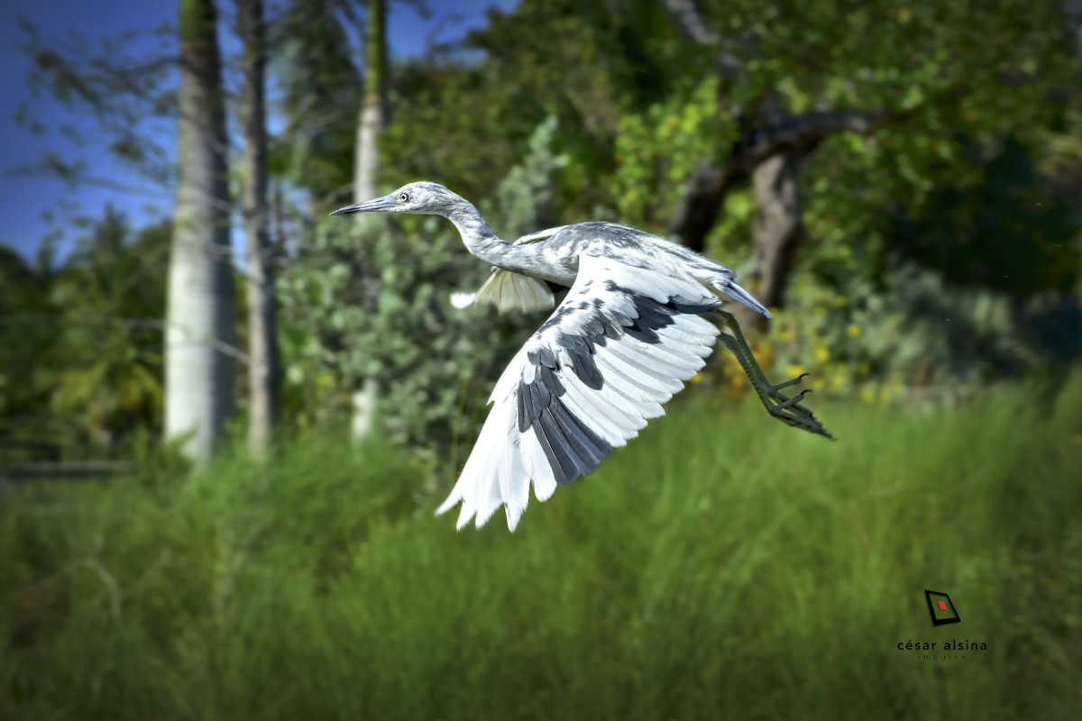 Little Blue Heron juvenile